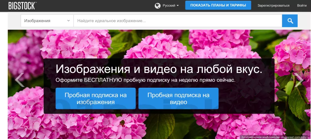 bigstock фотосток фотобанк